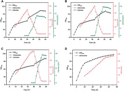 Process study of ceramic membrane-coupled mixed-cell fermentation for the production of adenine